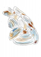 http://francesleeceramics.com/files/gimgs/th-42_muscle shells- Lossiemouth-web.jpg